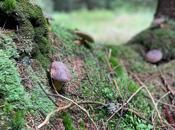 Chaloupka Kuncice